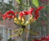 Gloriosa Superba