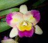 Blc Momilani Rainbow