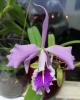 Cattleya Maxima 'upland Type'