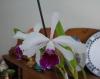 Laelia Purpurata Var. Tipo