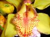 Orkide Makro
