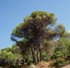 Yayla Yolu