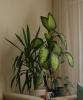 Yucca & Dieffenbachia