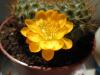 Rebutia Senilis