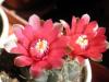 Gymnocalycium Baldianum