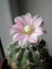 Gymnocalycium iei