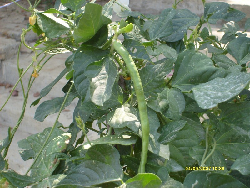 14854 S6300373brlceS63003731 - Börülce Yetiştiriciliği 14854 S6300373brlceS63003731