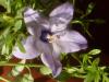 Campanula Isophylla / Mavi iei