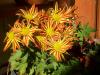 Chrysanthemum (kasmpat)