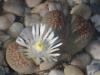 Lithops Villetii Deborei