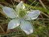 Nigella Sativa-rekotu iei