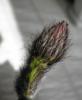 Echinopsis Subdenudata Tomurcuğu