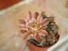 Gymnocalycium Mihanovichii