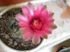 Gymnocalycium Baldianum