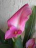 Pembe Galla çiçeği