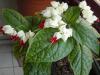 Clerodendrum Thomsoniae