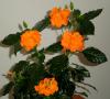 Crossandra