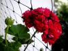 Pelargonium Rosebud