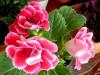 Gloxinia