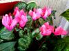 Cyclamen - Siklamen