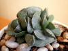 Adromischus Hemisphaericus