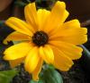 Rudbeckia - Gne emsiyesi