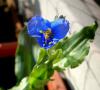 Commelina