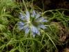 Çörekotu çiçeği (mavi)