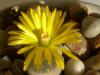 Lithops iei