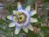 Passiflora Caerulea