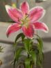 Lilium Stargazer