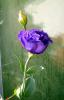 Lisianthus