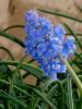 Muscari Blue Spike