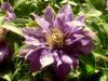 Clematis Bijou