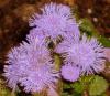 Vapur Duman - Ageratum houstonianum