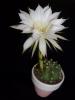 Echinopsis Subdenudata iei