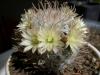 Mammillaria Duwei