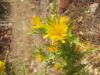 Scolymus Hispanicus - Diken