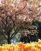 Pembe çiçekli ağaç