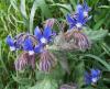 Borago officinalis/Hakiki hodan (Zembil iei)