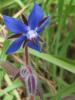 Borago officinalis/Hakiki hodan (Zembil iei)