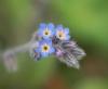 Myosotis Ramosissima / Unutmabeni