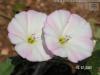 Convolvulus arvensis ( adr iei )