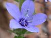 Campanula argaea ( an iei )