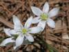 Ornithogalum umbellatum ( Akyldz )