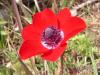 Anemone coronaria ( Tal Krlalesi )