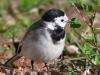 Akkuyruksallayan ( Motacilla alba )