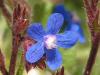 Anchusa azurea ( Gkmavisi Srdili )