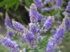 Vitex agnus castus