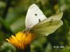 Pieris rapae( muhtemelen )